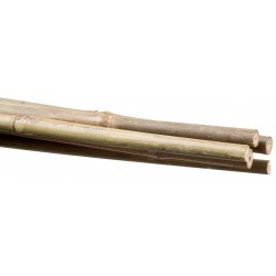Stocker Macetero de bambú 6 8 mm 60 cm