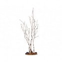 Birch Tree Medium Cod. 34967