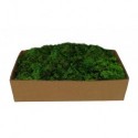 Moss Green Lichen 500 gr