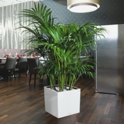 Pot Cube 40 Lechuza Set Complet