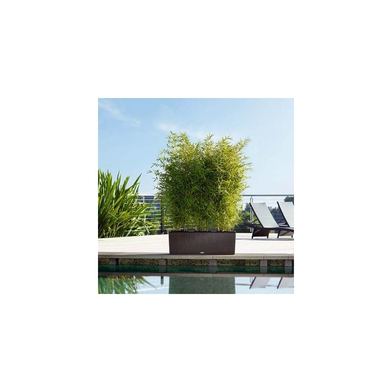 Fioriera Trio Cottage 30 Lechuza Set Completo