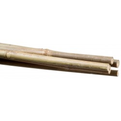 Bamboo plant holder Stocker 14 16 mm 180 cm