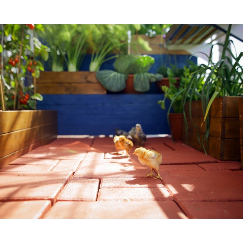 Canopia Mythos Doppio Strato Serra Da Giardino in Policarbonato 370X185X208 cm Argento