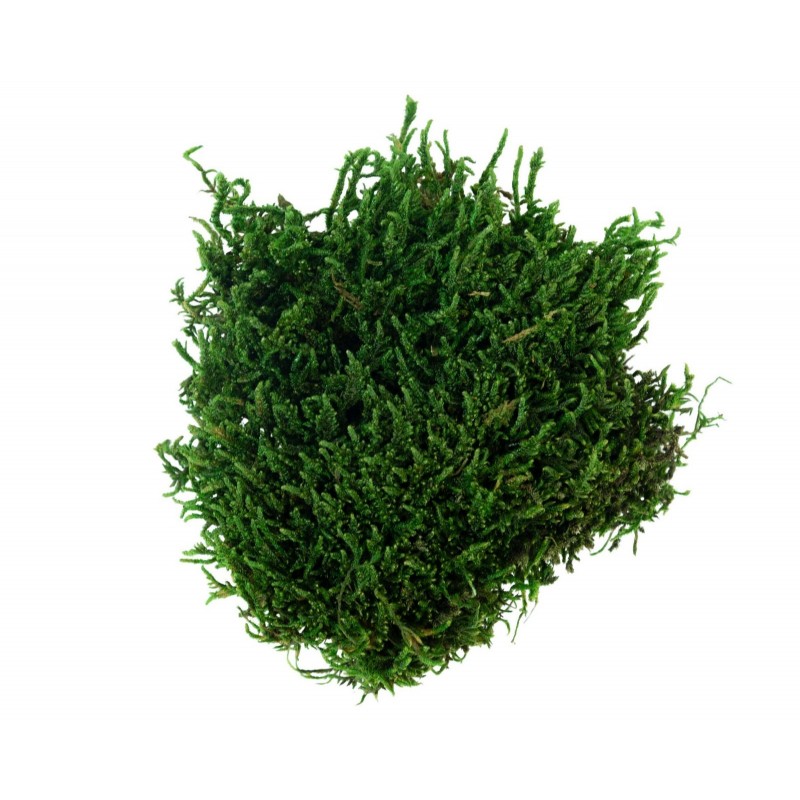 Muschio Verde 50 gr