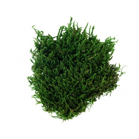 Muschio Verde 50 gr