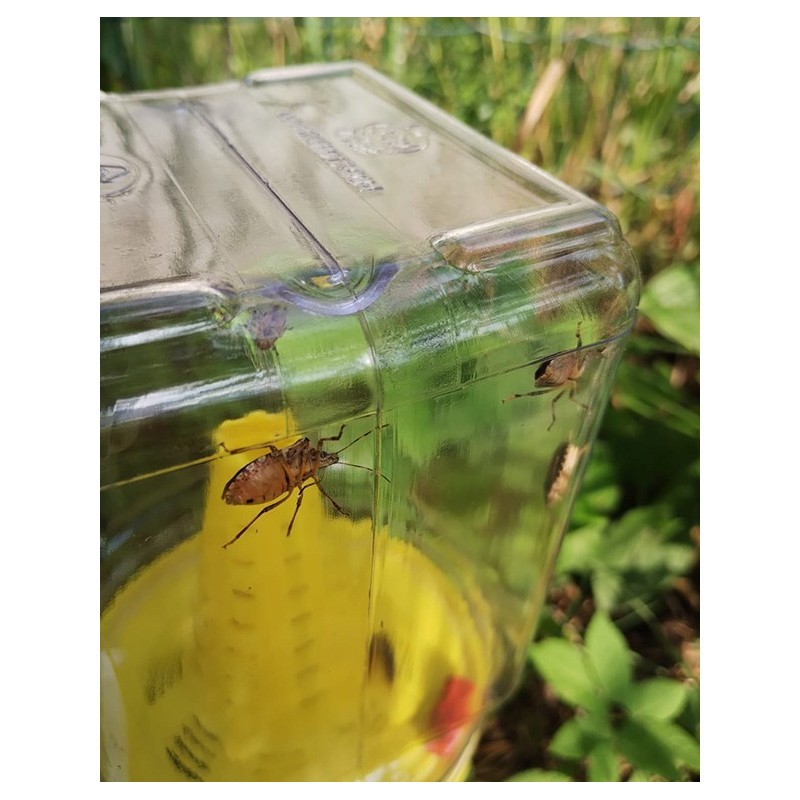 Trappola per Cimice Asiatica CYMATRAP GARDEN InVerde