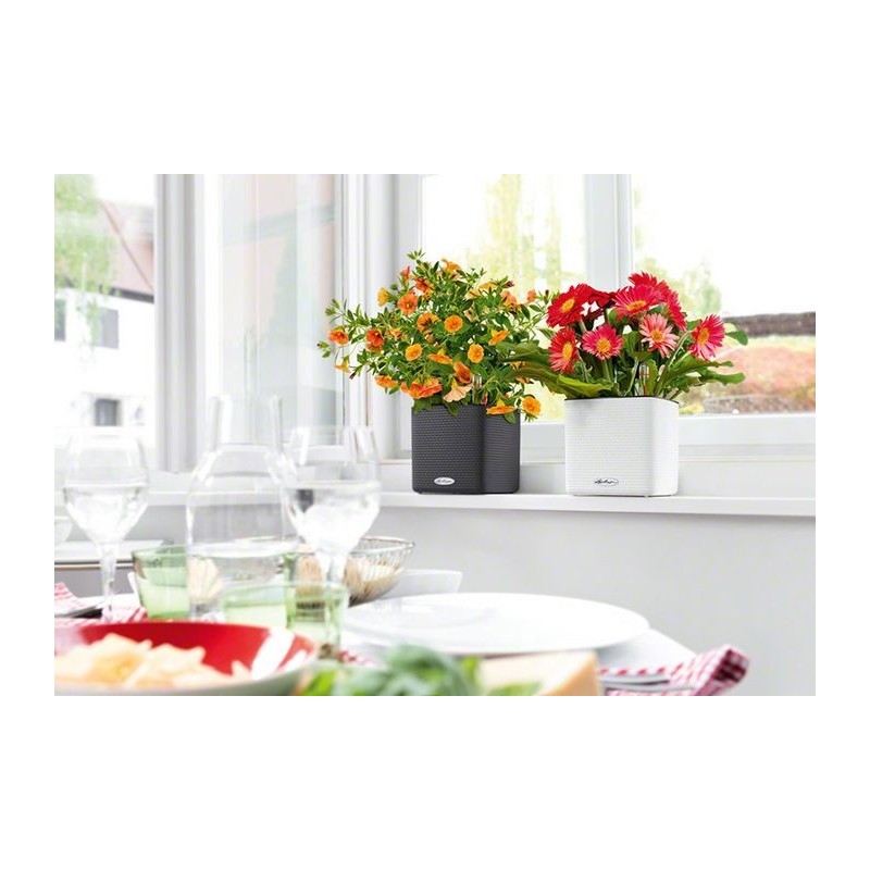 Pot Cube Color 16 Lechuza Complete Set Pot Cube Color 16 Lechuza Complete Set