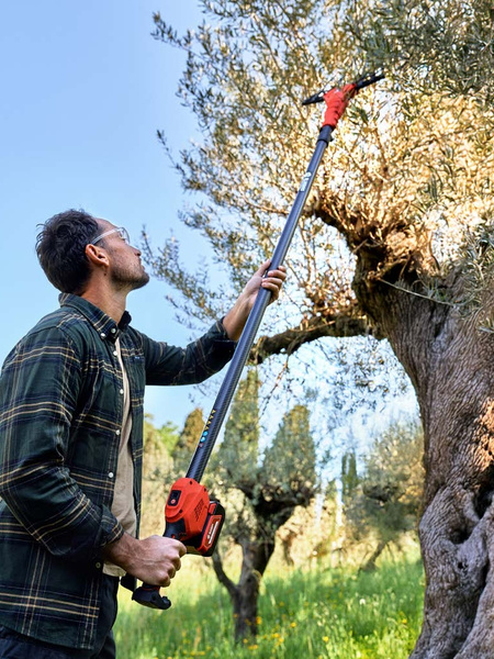 Olive harvesting with an olive harvester from the Blue Bird range.
