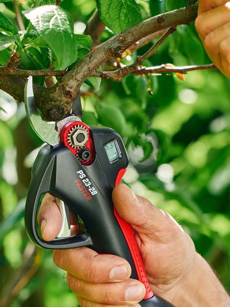 A component of the Blue Bird kit during preparation or pruning.