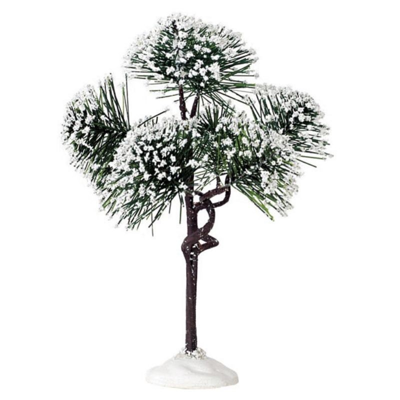 Pino de montaña mediano